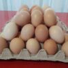 Köy Yumurtası